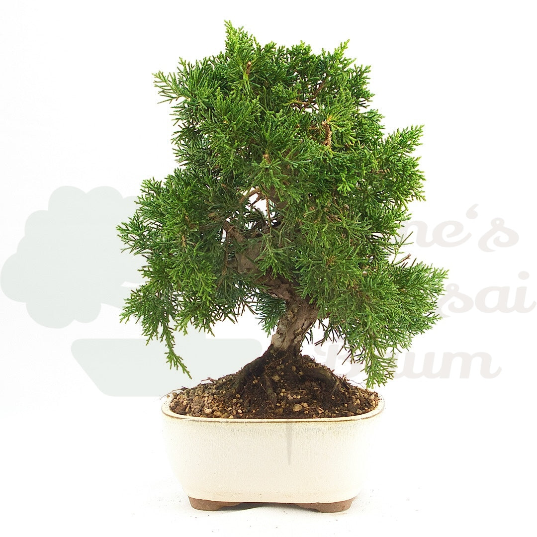 Chinesischer Wacholder 'Juniperus chinensis kyushu'